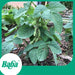 Baba Smart Grow Seed: VE-057 Edamame-Seeds-Baba E Shop