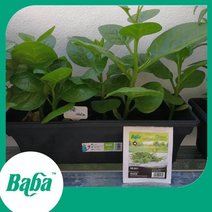 Baba Smart Grow Seed: VE-051 Green Malabar Spinach-Seeds-Baba E Shop