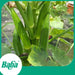 Baba Smart Grow Seed: VE-022 F1 Okra-Seeds-Baba E Shop