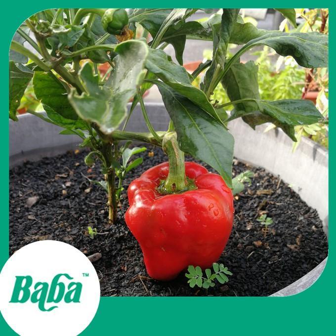 Baba Smart Grow Seed: VE-018 Lowland Capsicum-Seeds-Baba E Shop