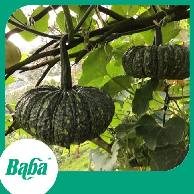 Baba Smart Grow Seed: VE-032 F1 Pumpkin Pioneer King-Seeds-Baba E Shop