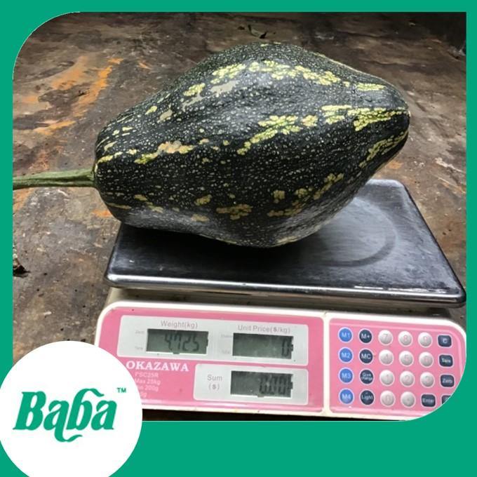 Baba Smart Grow Seed: VE-059 Pandan Pumpkin-Seeds-Baba E Shop