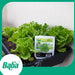 Baba Smart Grow Seed: VE-025 Lettuce Looseleaf-Seeds-Baba E Shop