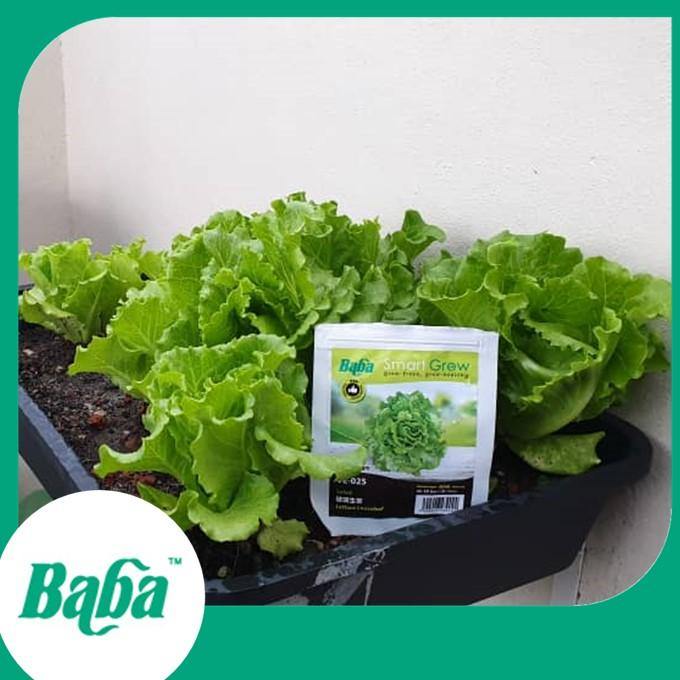 Baba Smart Grow Seed: VE-025 Lettuce Looseleaf-Seeds-Baba E Shop