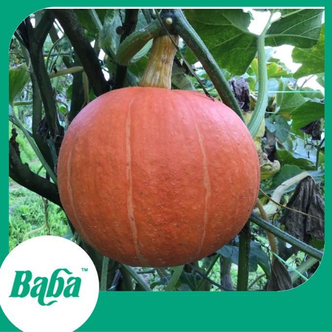 Baba Smart Grow Seed: VE-058 Fine Pumpkin-Seeds-Baba E Shop