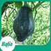 Baba Smart Grow Seed: VE-059 Pandan Pumpkin-Seeds-Baba E Shop