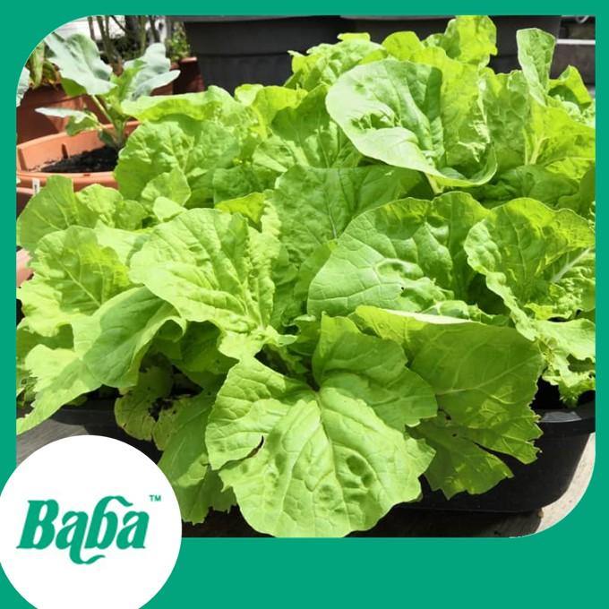 Baba Smart Grow Seed: VE-068 Chinese Cabbage-Seeds-Baba E Shop