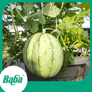 Baba Smart Grow Seed: VE-040 F1 Watermelon-Seeds-Baba E Shop