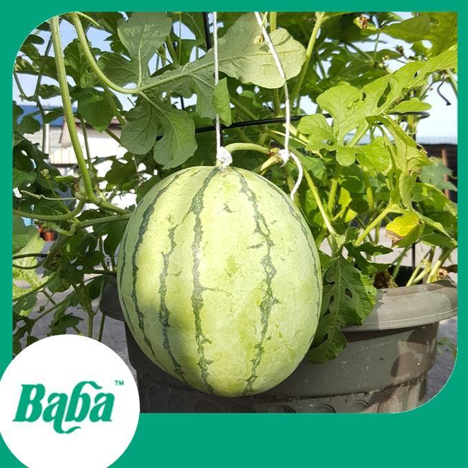 Baba Smart Grow Seed: VE-040 F1 Watermelon-Seeds-Baba E Shop
