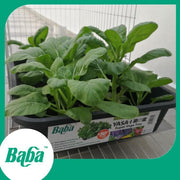 Baba Smart Grow Seed: VE-042 Hong Kong Choy Sum-Seeds-Baba E Shop