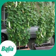 Baba Smart Grow Seed: VE-019 Fleshy Bitter Gourd-Seeds-Baba E Shop