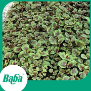 Baba Smart Grow Seed: VE-008 Amaranth Red Autumn-Seeds-Baba E Shop