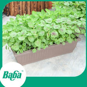 Baba Smart Grow Seed: VE-008 Amaranth Red Autumn-Seeds-Baba E Shop