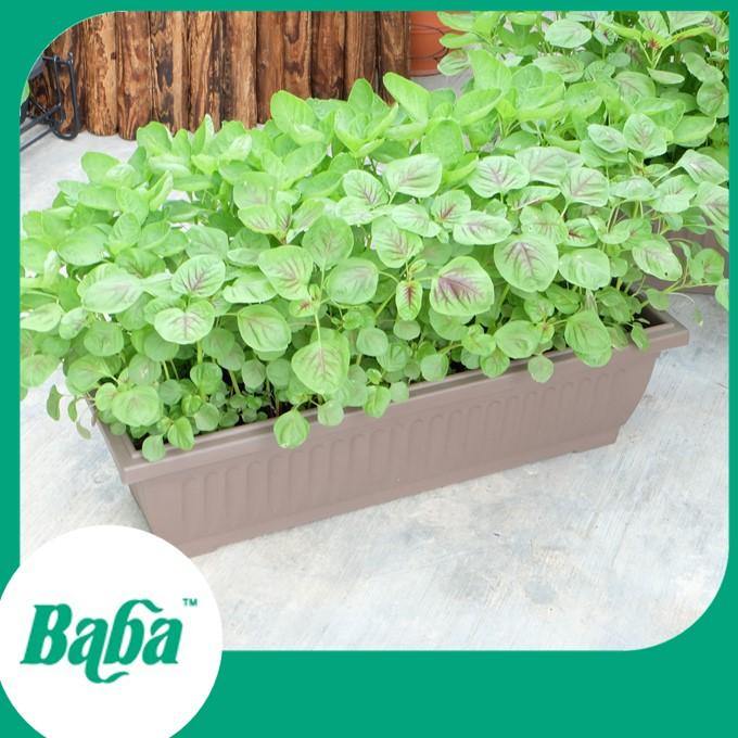 Baba Smart Grow Seed: VE-008 Amaranth Red Autumn-Seeds-Baba E Shop
