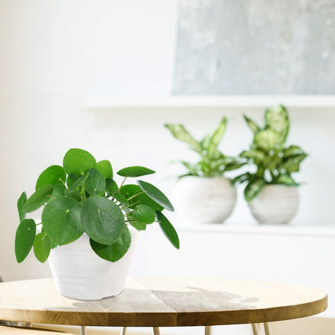 Baba 34 Series Flower Pot【TN-3468-B/ TN-3469-B/ TN-3470-A/ TN-3471-A】