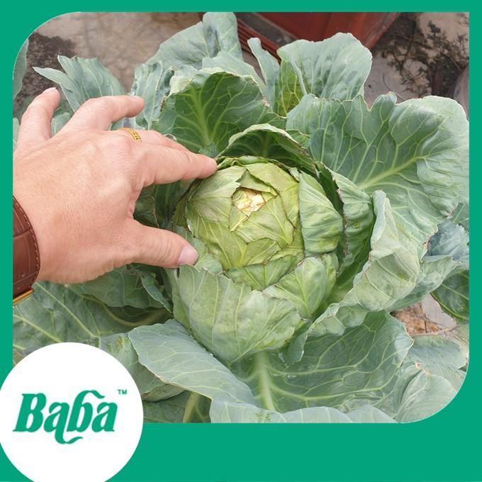 Baba Smart Grow Seed: VE-043 F1 Cabbage-Seeds-Baba E Shop