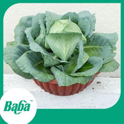 Baba Smart Grow Seed: VE-043 F1 Cabbage-Seeds-Baba E Shop