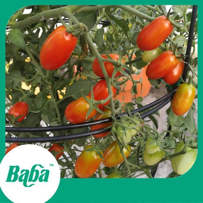 Baba Smart Grow Seed: VE-016 F1 Cherry Tomato Ruby Red-Seeds-Baba E Shop