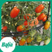 Baba Smart Grow Seed: VE-016 F1 Cherry Tomato Ruby Red-Seeds-Baba E Shop