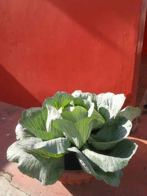 Urban Farming Package - Cabbage-Vegetable Garden-Baba E Shop