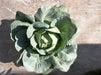 Urban Farming Package - Cabbage-Vegetable Garden-Baba E Shop