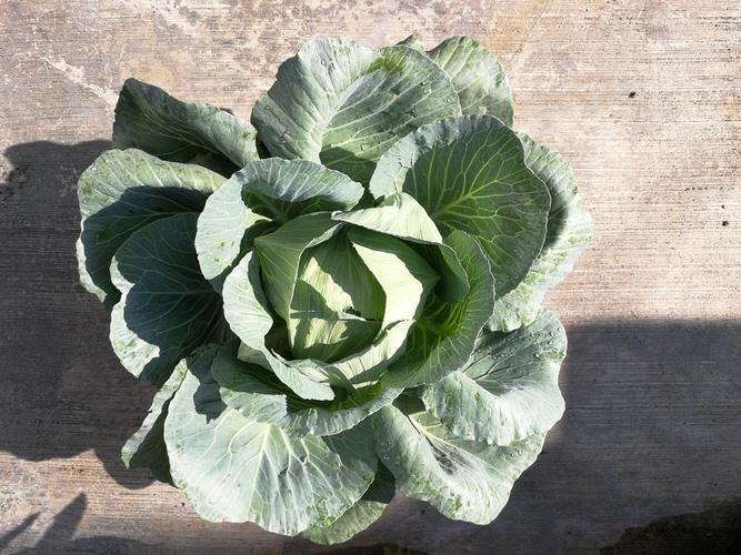 Urban Farming Package - Cabbage-Vegetable Garden-Baba E Shop