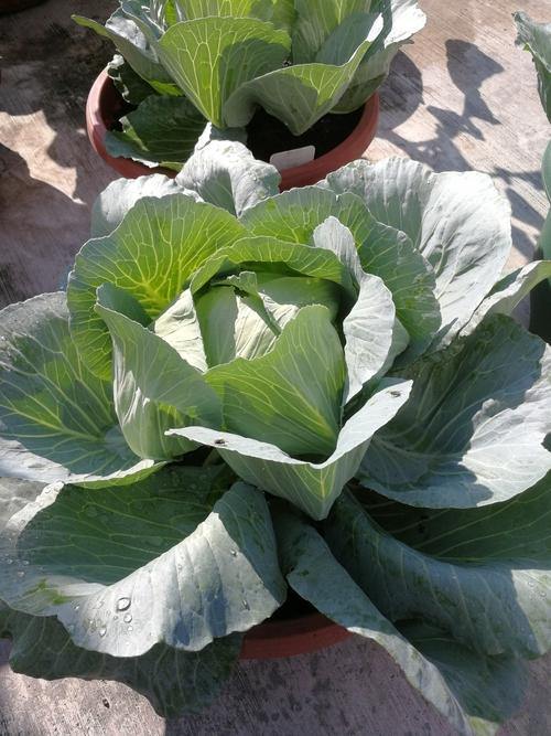 Urban Farming Package - Cabbage-Vegetable Garden-Baba E Shop