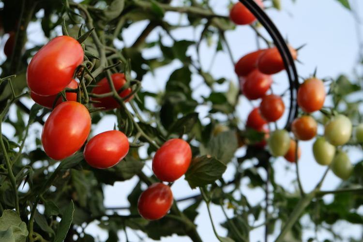 Urban Farming Package - Cherry Tomato-Vegetable Garden-Baba E Shop
