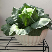 Baba 206 Biodegradable Flower Pot - Baba E Shop