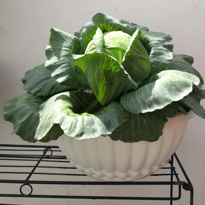 Baba 206 Biodegradable Flower Pot - Baba E Shop
